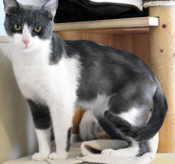 Domestic Short Hair Cats Available for Adoption - CHEX - ADOPT ME FOR $14 THIS MONTH! | PetCurious