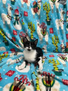 Jack -  Domestic Short Hair Cat for Adoption in Newberg, Oregon - Jack | PetCurious
