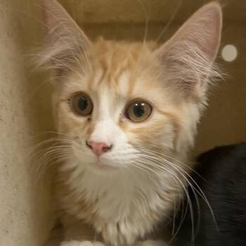 Pepsi -  Domestic Long Hair Cat for Adoption in Reno, Nevada - Pepsi | PetCurious