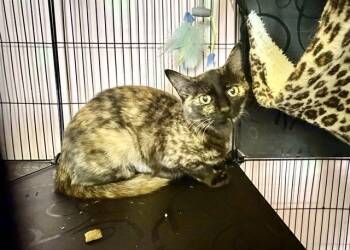 Domestic Short Hair Cats Available for Adoption in Charlotte, North Carolina - SUNNY | PetCurious