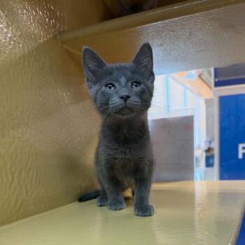 Mothman -  Domestic Short Hair Cat for Adoption in Martinsville, Indiana - Mothman | PetCurious