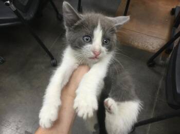 Rescue Domestic Short Hair Cats for Adoption in Thousand Palms, California - A1884803 | PetCurious