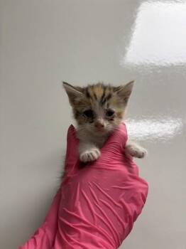 SHERRY - IN FOSTER -  Domestic Short Hair Cat for Adoption in Ontario, California - SHERRY - IN FOSTER | PetCurious