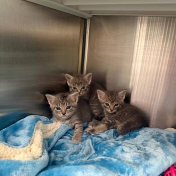 Topaz -  Domestic Short Hair Cat for Adoption in Madisonville, Tennessee - Topaz | PetCurious