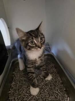 Kara -  Domestic Short Hair Cat for Adoption in Fairfax, Virginia - Kara | PetCurious