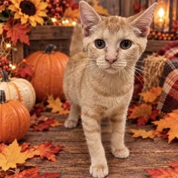 Tina -  Domestic Short Hair Cat for Adoption in NEW PT RICHEY, Florida - Tina | PetCurious