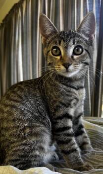 Patricia -  Domestic Short Hair Cat for Adoption in Long Beach, California - Patricia | PetCurious