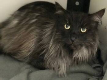 Haida *bonded To Pearl* -  Norwegian Forest Cat Cat for Adoption in West Vancouver, British Columbia - Haida *bonded To Pearl* | PetCurious
