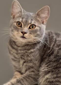 British Shorthair Cats Available for Adoption in Snow Hill, Maryland - Rayyan | PetCurious