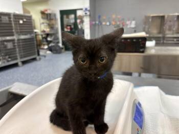 A1924845 -  Domestic Short Hair Cat for Adoption in Thousand Palms, California - A1924845 | PetCurious
