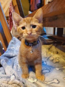 Sunshine -  Domestic Short Hair Cat for Adoption in Manhattan, Kansas - Sunshine | PetCurious