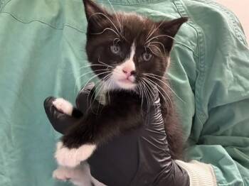Domestic Short Hair Cats Available for Adoption in Pueblo, Colorado - HOSTESS CUPCAKE | PetCurious