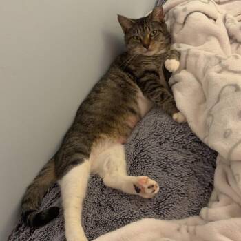 Hayley -  Domestic Short Hair Cat for Adoption in Falls Church, Virginia - Hayley | PetCurious