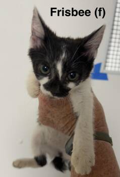 Frisbee -  Domestic Short Hair Cat for Adoption in Saugerties, New York - Frisbee | PetCurious