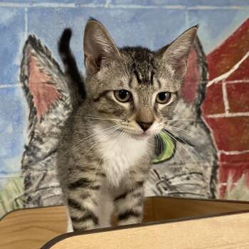 George -  Domestic Short Hair Cat for Adoption in Laredo, Texas - George | PetCurious