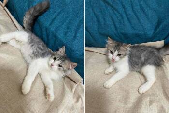 Opal - Rag Mix Kitten -  Ragamuffin Cat for Adoption in Brampton, Ontario - Opal - Rag Mix Kitten | PetCurious