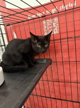 Spatula -  Domestic Short Hair Cat for Adoption in Scranton, Pennsylvania - Spatula | PetCurious