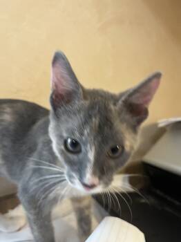 Rescue American Shorthair Cats for Adoption in Tampa, Florida - Eloise | PetCurious