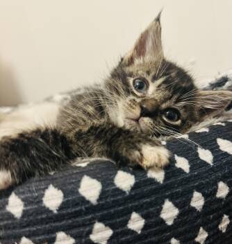 Rescue Domestic Short Hair Cats for Adoption in Hickory, North Carolina - Sugarbee | PetCurious
