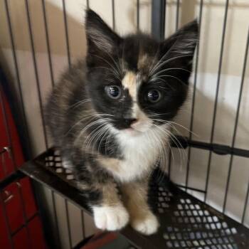 Veda -  Dilute Calico Cat for Adoption - Veda | PetCurious