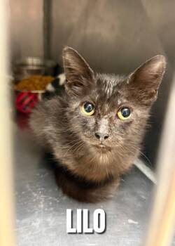 Rescue Domestic Short Hair Cats for Adoption in Bossier City, Louisiana - Lilo | PetCurious