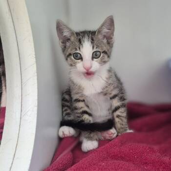 Bouffant -  Domestic Short Hair Cat for Adoption in Newark, New Jersey - Bouffant | PetCurious