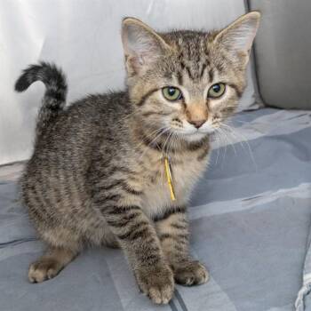 BENNET -  Domestic Short Hair Cat for Adoption in St. Louis, Missouri - BENNET | PetCurious