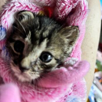 Captain Chomp -  Domestic Short Hair Cat for Adoption in Wilmington, Delaware - Captain Chomp | PetCurious