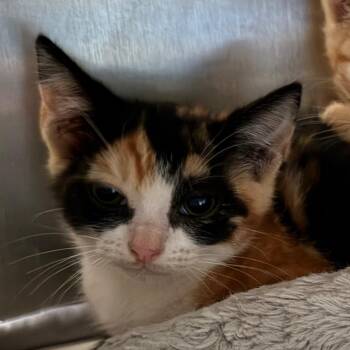 Ava -  Domestic Short Hair Cat for Adoption in Cedaredge, Colorado - Ava | PetCurious