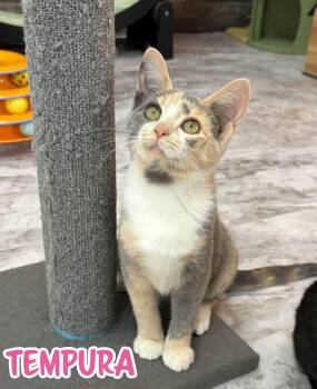 Tempura -  Domestic Short Hair Cat for Adoption in Akron, Ohio - Tempura | PetCurious