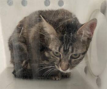 KANGA -  Domestic Short Hair Cat for Adoption in Dallas, Texas - KANGA | PetCurious