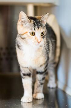 Sandy IL -  Domestic Short Hair Cat for Adoption in Fort Lupton, Colorado - Sandy IL | PetCurious