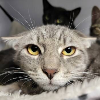 Rescue Domestic Short Hair Cats for Adoption in Ruckersville, Virginia - Pansy | PetCurious
