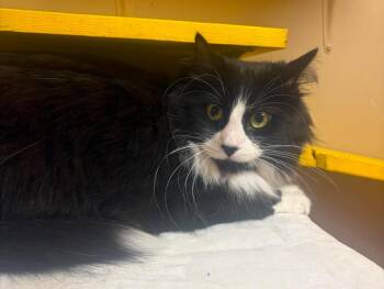 Salem -  Domestic Long Hair Cat for Adoption in Maryville, Missouri - Salem | PetCurious
