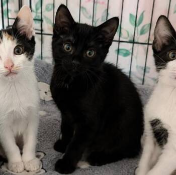 Kai -  Domestic Short Hair Cat for Adoption in Gun Barrel City, Texas - Kai | PetCurious