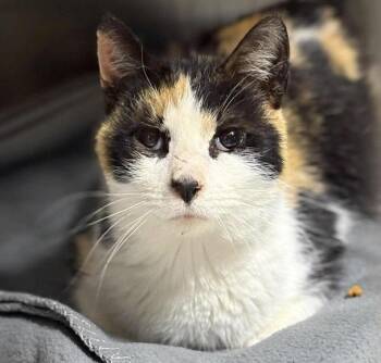 Domestic Short Hair Cats Available for Adoption in Dalzell, Illinois - Mira | PetCurious