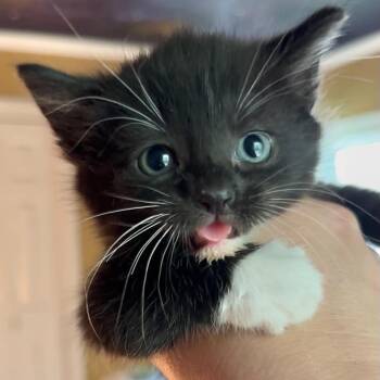 Domestic Short Hair Cats Available for Adoption in Richmond, Virginia - Thunder | PetCurious