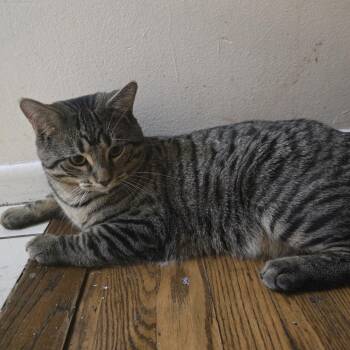 MooMoo -  American Shorthair Cat for Adoption in Chicago, Illinois - MooMoo | PetCurious
