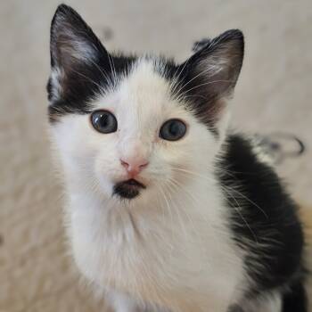 Rescue Domestic Short Hair Cats for Adoption in Austin, Texas - Obtainable Crops 24 | PetCurious