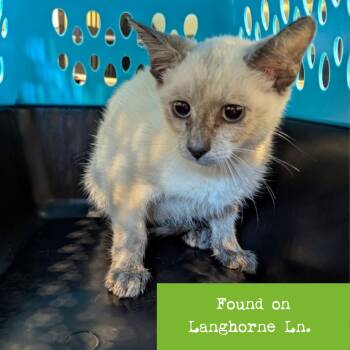 Isadora -  Domestic Short Hair Cat for Adoption in Lynchburg, Virginia - Isadora | PetCurious