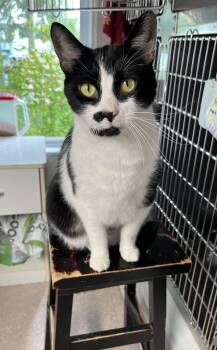 CHARLY BOY (CR/SC) -  Domestic Short Hair Cat for Adoption in Sainte-angèle-de-monnoir, Quebec - CHARLY BOY (CR/SC) | PetCurious