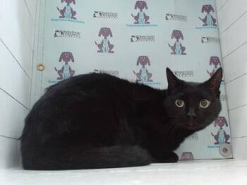 Domestic Short Hair Cats Available for Adoption - NORA | PetCurious