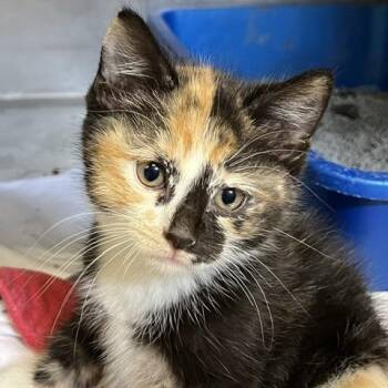 Jenny Humphrey -  Domestic Short Hair Cat for Adoption in Baltimore, Maryland - Jenny Humphrey | PetCurious