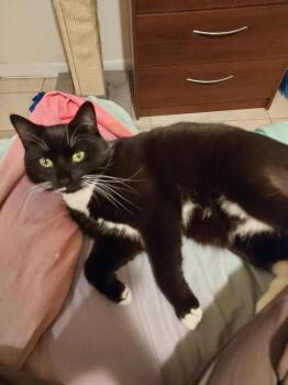 Onyx Cedar -  Domestic Short Hair Cat for Adoption in Philadelphia, Pennsylvania - Onyx Cedar | PetCurious