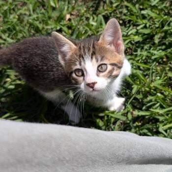 Mr. Yellow -  American Shorthair Cat for Adoption in Freeport, Florida - Mr. Yellow | PetCurious