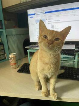 Rescue Domestic Short Hair Cats for Adoption in Cary, North Carolina - Canary | PetCurious