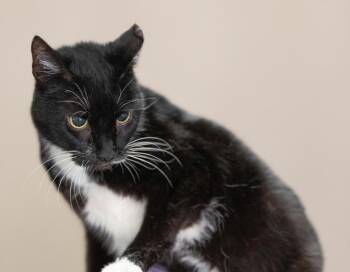 Domestic Short Hair Cats Available for Adoption - Tessa | PetCurious