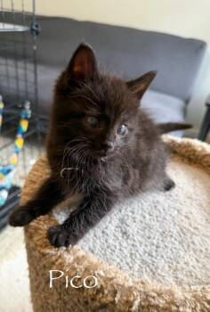 Pico -  Domestic Short Hair Cat for Adoption in Hamilton, Ohio - Pico | PetCurious
