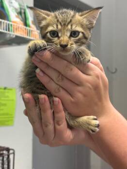 26-0767C -  Domestic Short Hair Cat for Adoption in Sorrento, Louisiana - 26-0767C | PetCurious
