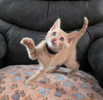 Corduroy MD -  Tabby Cat for Adoption - Corduroy MD | PetCurious